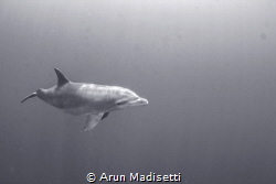 For a few weeks a Bottlenosed dolphin hung out at one of ... by Arun Madisetti 